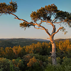 фото "Мимикрия"