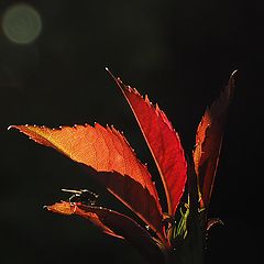 photo "Rose Leaf Rouge"