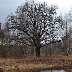 фото "Красавец"