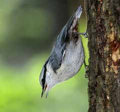 photo "Fledgling nuthatch"