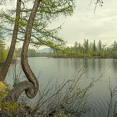 photo "Заполярье, лето начинается."