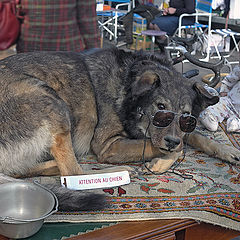 photo "At the flea market"