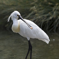 фото "watervogel"