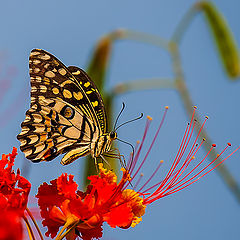 фото "Butterfly"