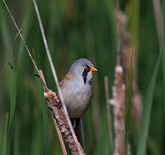 фото "Усатая синица (Panurus biarmicus)"