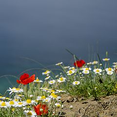 photo "poppies"