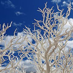 фото "The Ferrytale Tree"