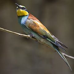 фото "vogeltje 2"