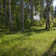 фото "Березовые тени"