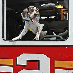 photo "Fire Chief"