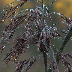 photo "after rain"