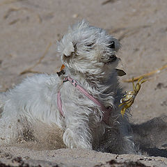 photo "Crab hunting"