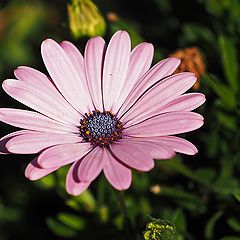 photo "Purple Wheel"