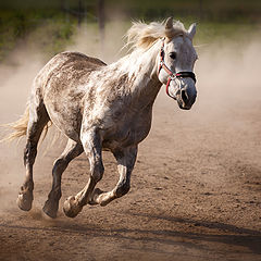 фото "Runaway"