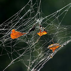 photo "One Flew Over the Cuckoo`s Nest."