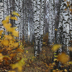 фото "Берёзки"