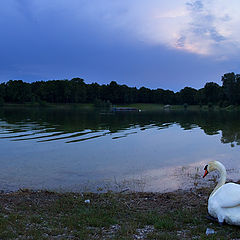 photo "Lonely swan"
