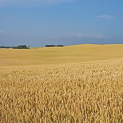 фото "Harvest Soon"