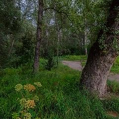 фото "В лесу."