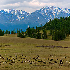 photo "Sheep grazing in the meadow, one could see far away ..."