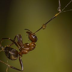 photo "***"