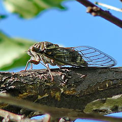 photo "Flies-orchestras."