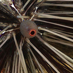 фото "The eye of the sea urchin"
