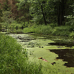 photo "quiet pool"