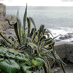 фото "beside the sea"