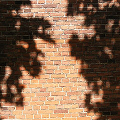 фото "Shadow"