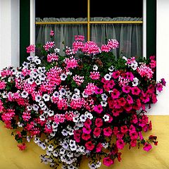 фото "Poetry flowers in window..."