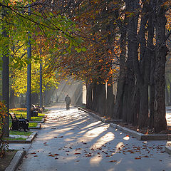 photo "fall in park"