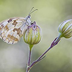 фото "Melanargia lachesis (Iberian marbled white) - focus stacking"