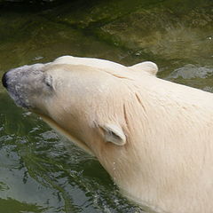 фото "Polar bear"