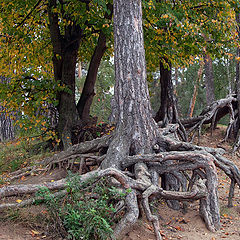 photo "old pines"