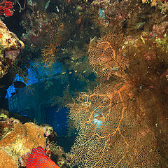 фото "Сторож подводной обсерватории"