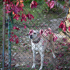 photo "Wicked dog from neighborhood"