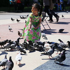 photo "pigeons"