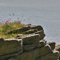 photo "On  the coast.."