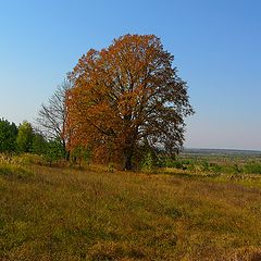 фото "Опушка леса"