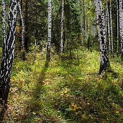 фото "Осень. Солнечный день."