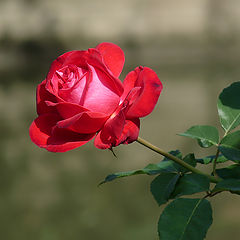 фото "В царстве роз"