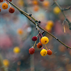 photo "first snow"