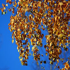 фото "Golden autumn."