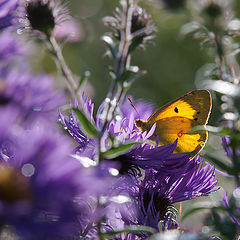фото "Осенние подгляделки за бабочкой.."