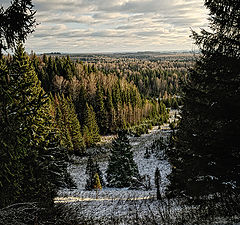 фото "В лесу родилась ёлочка"