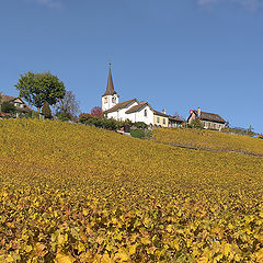 photo "Vineyard in autumn"