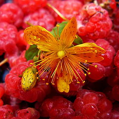 photo "Dessert with a smile"