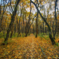 фото "Краски осени ..."