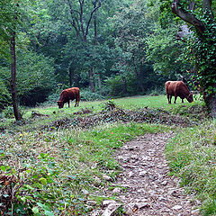 фото "Лес красных коров"